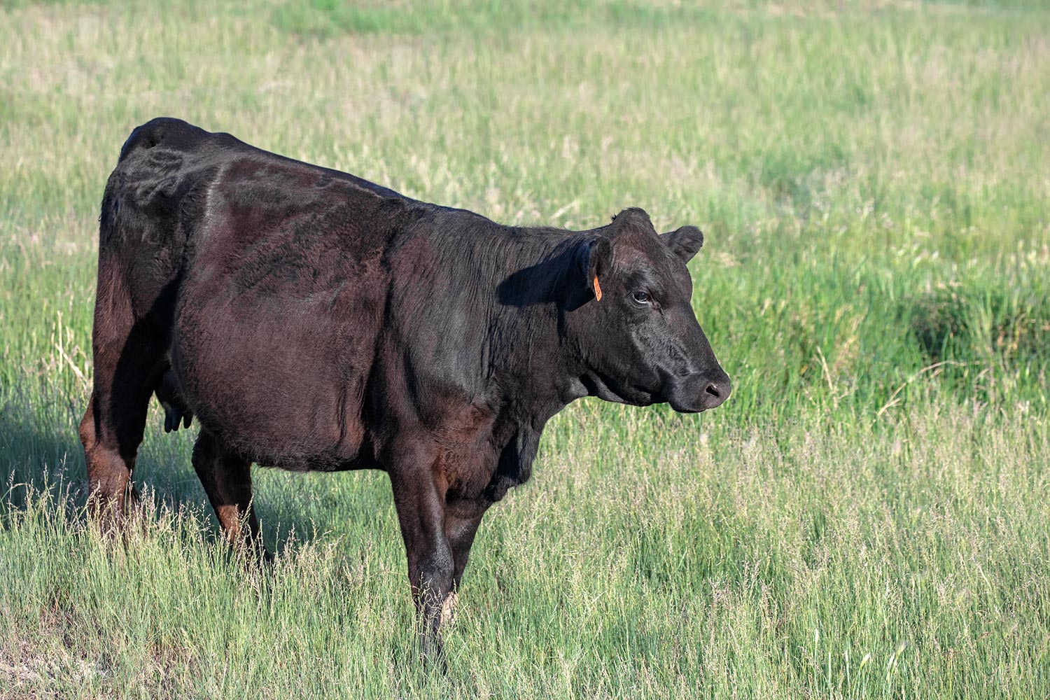 Black Angus in Grass
