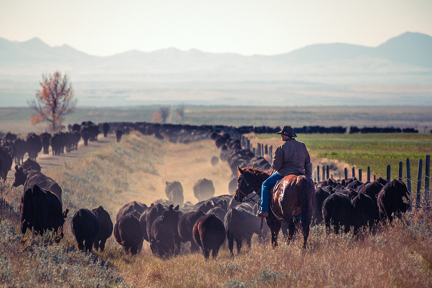 Tim Malsam of Chinook, while riding his horse Max, gathers a large herd of black Anugs cattle north of the Bear Paw Mountains. → Buy a Print or License Photo