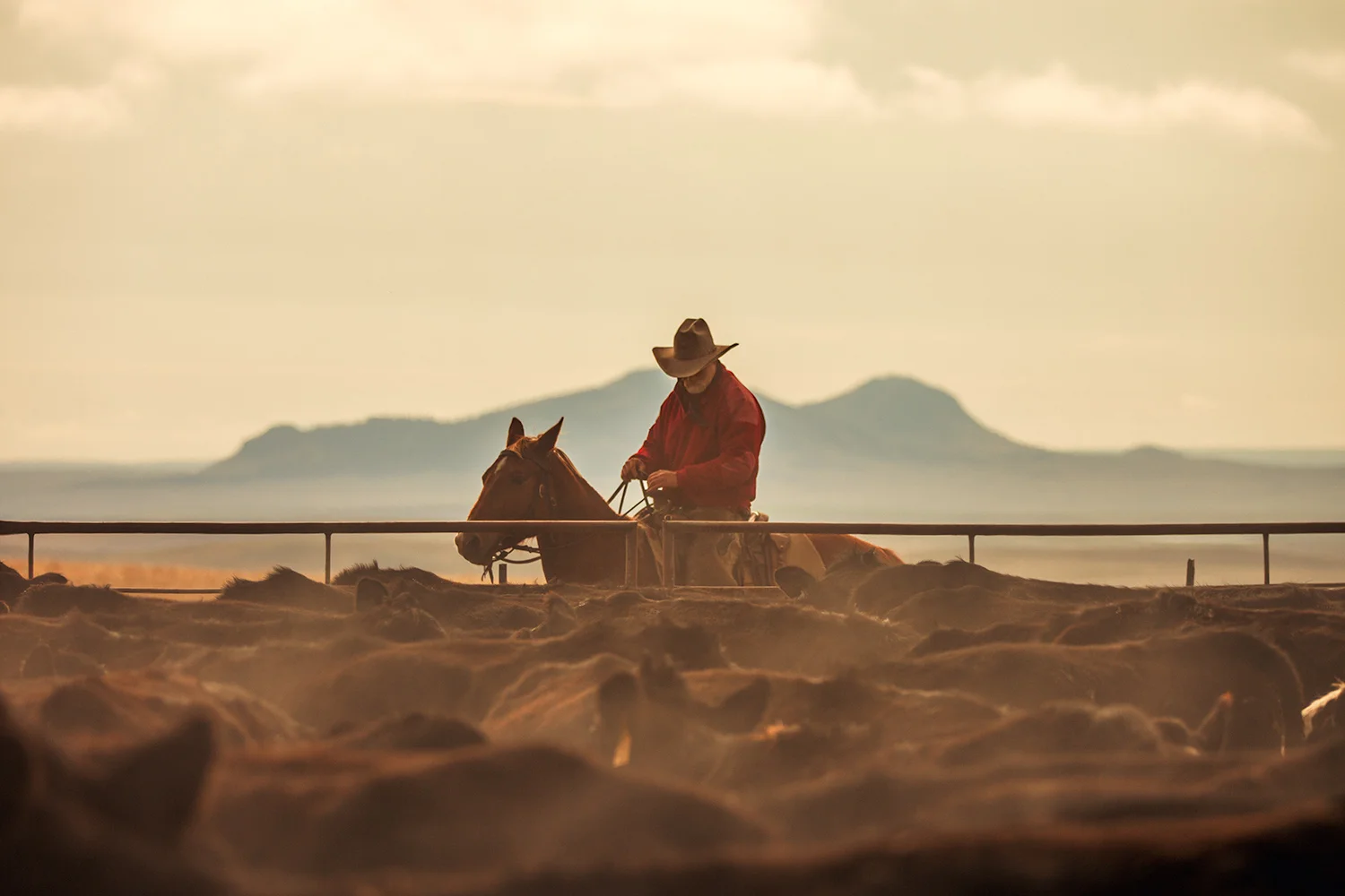 Craig Benzing of Lloyd is shrouded in steam rising from a herd of cattle before sorting them early in the morning on branding day. → Buy a Print or License Photo