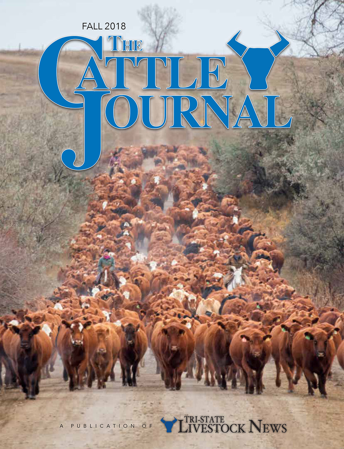 Cattle Stock Images Appear on Cover of The Cattle Journal