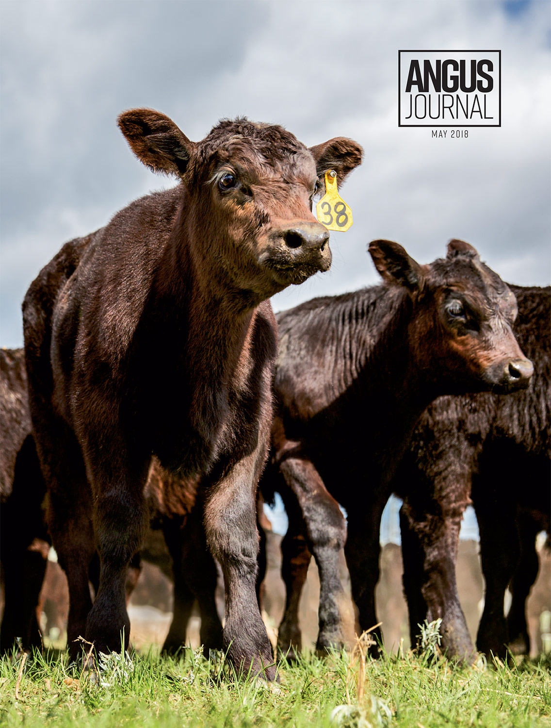 Beef Cattle Stock Images Published on Cover of Angus Journal Magazine