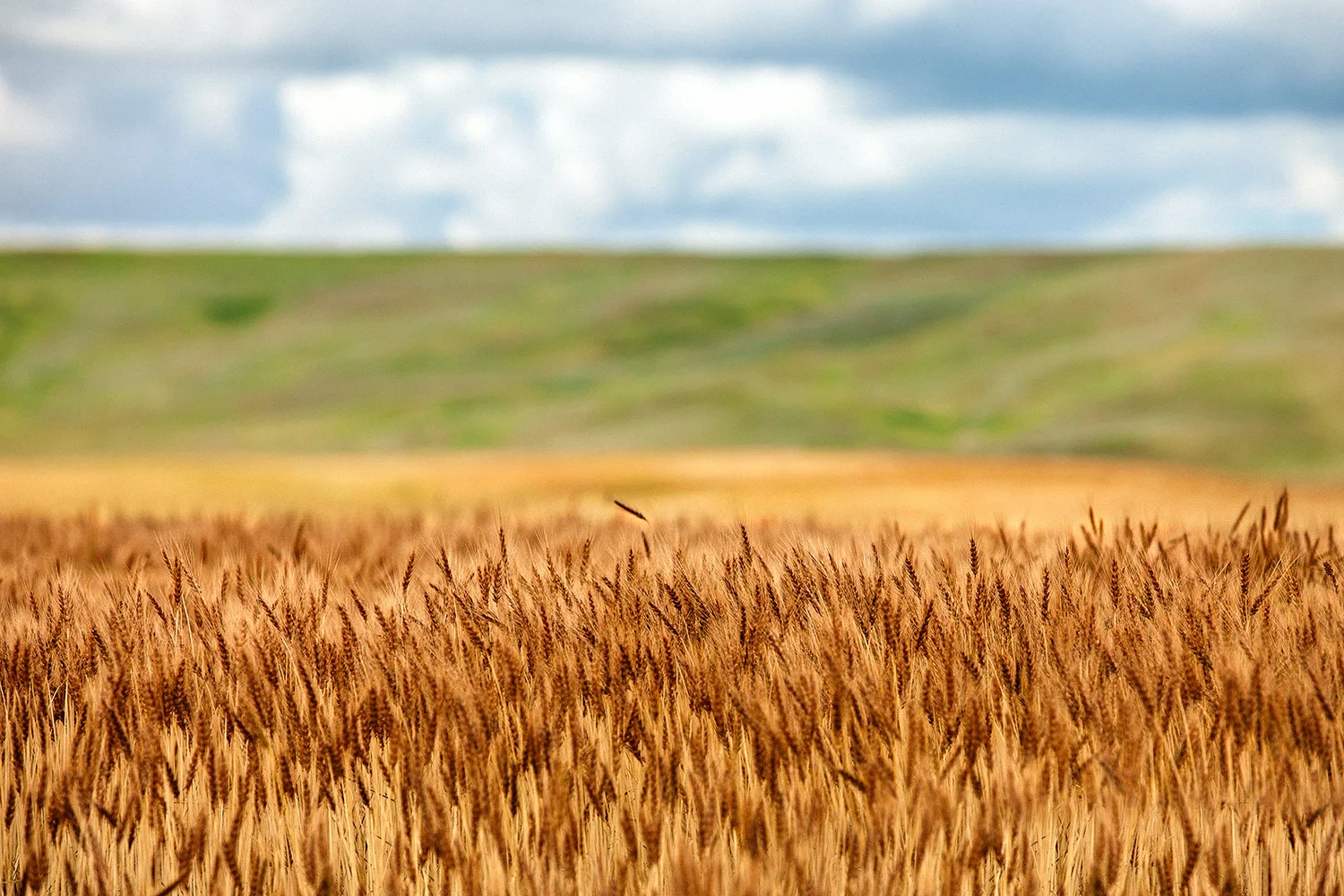 Layers of Grain