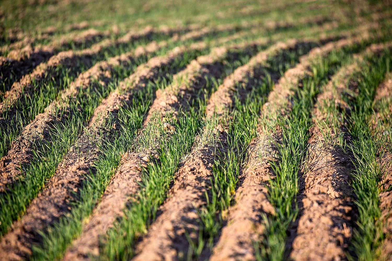 Winter Wheat Sprouts