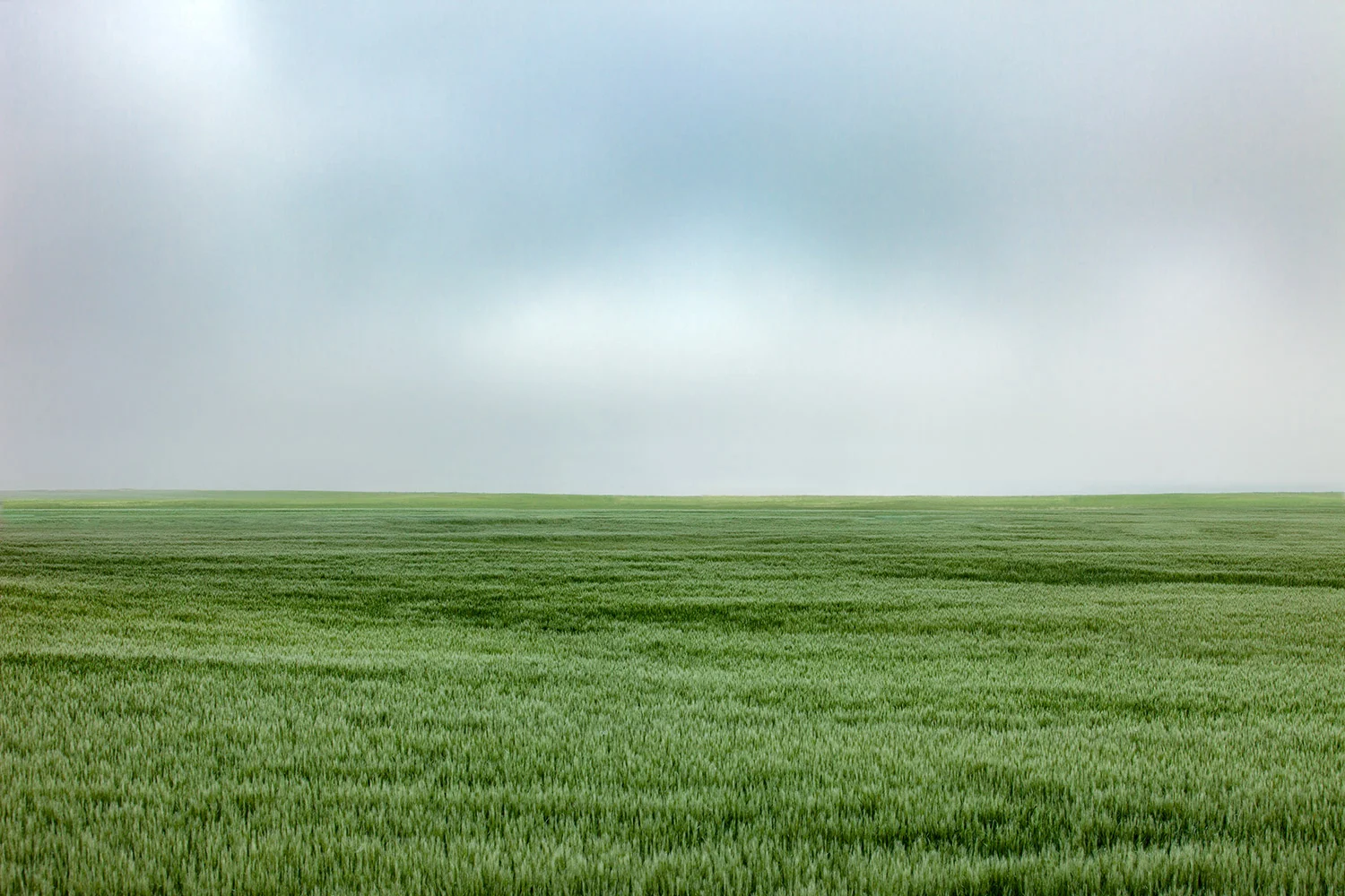 Fort Benton Wheat