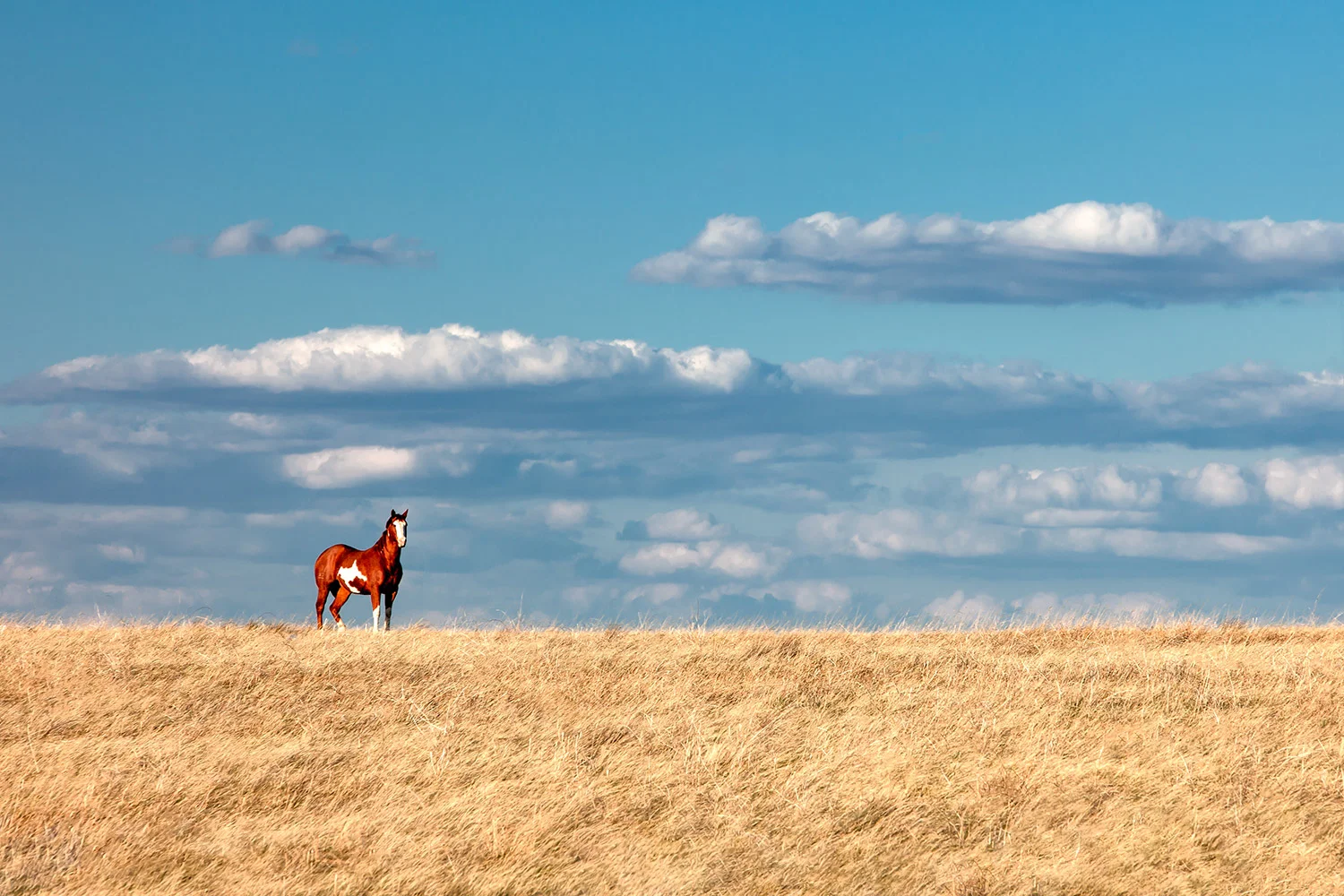 A Horse With No Name