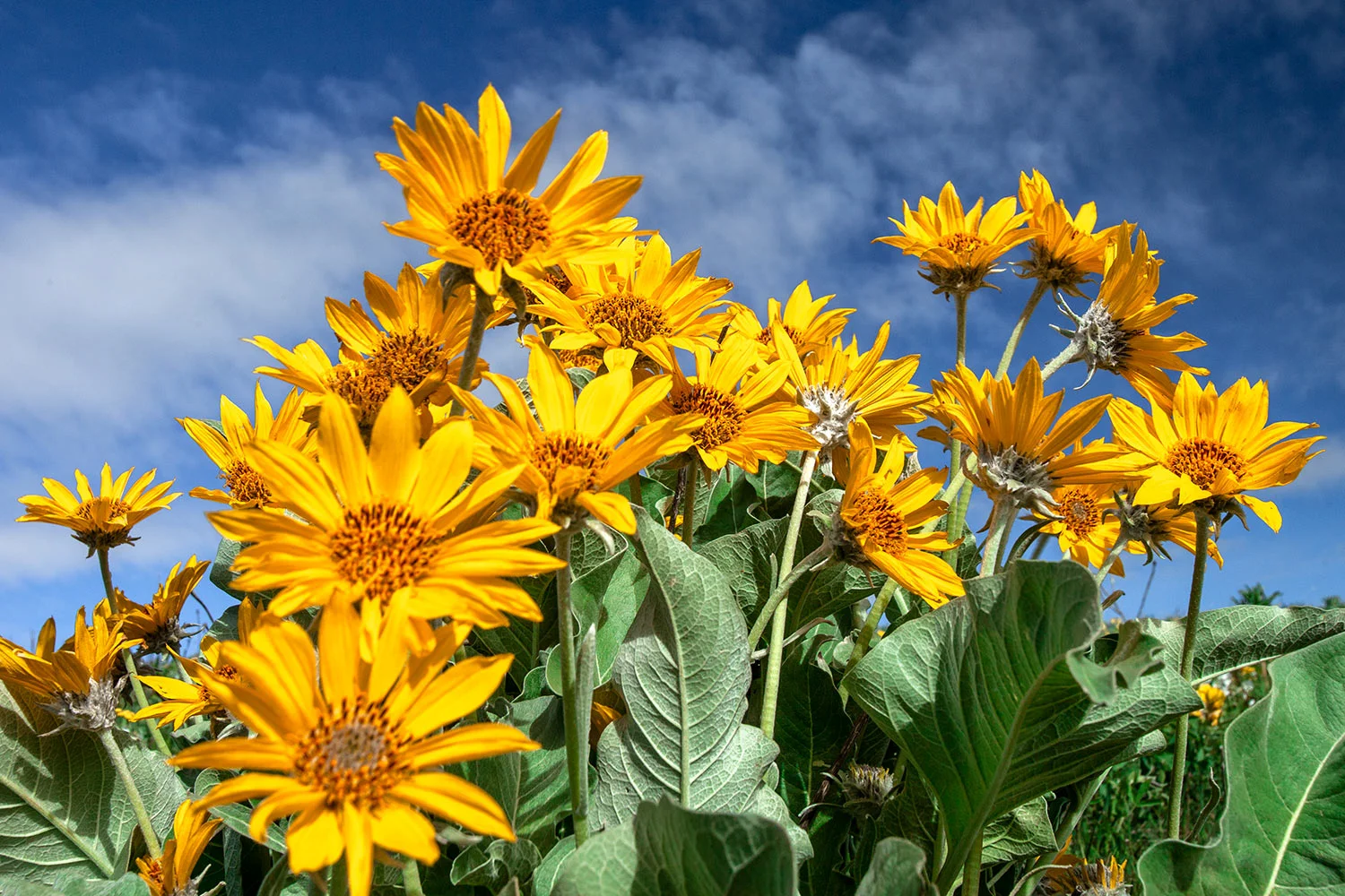 Bright Yellow Flowers