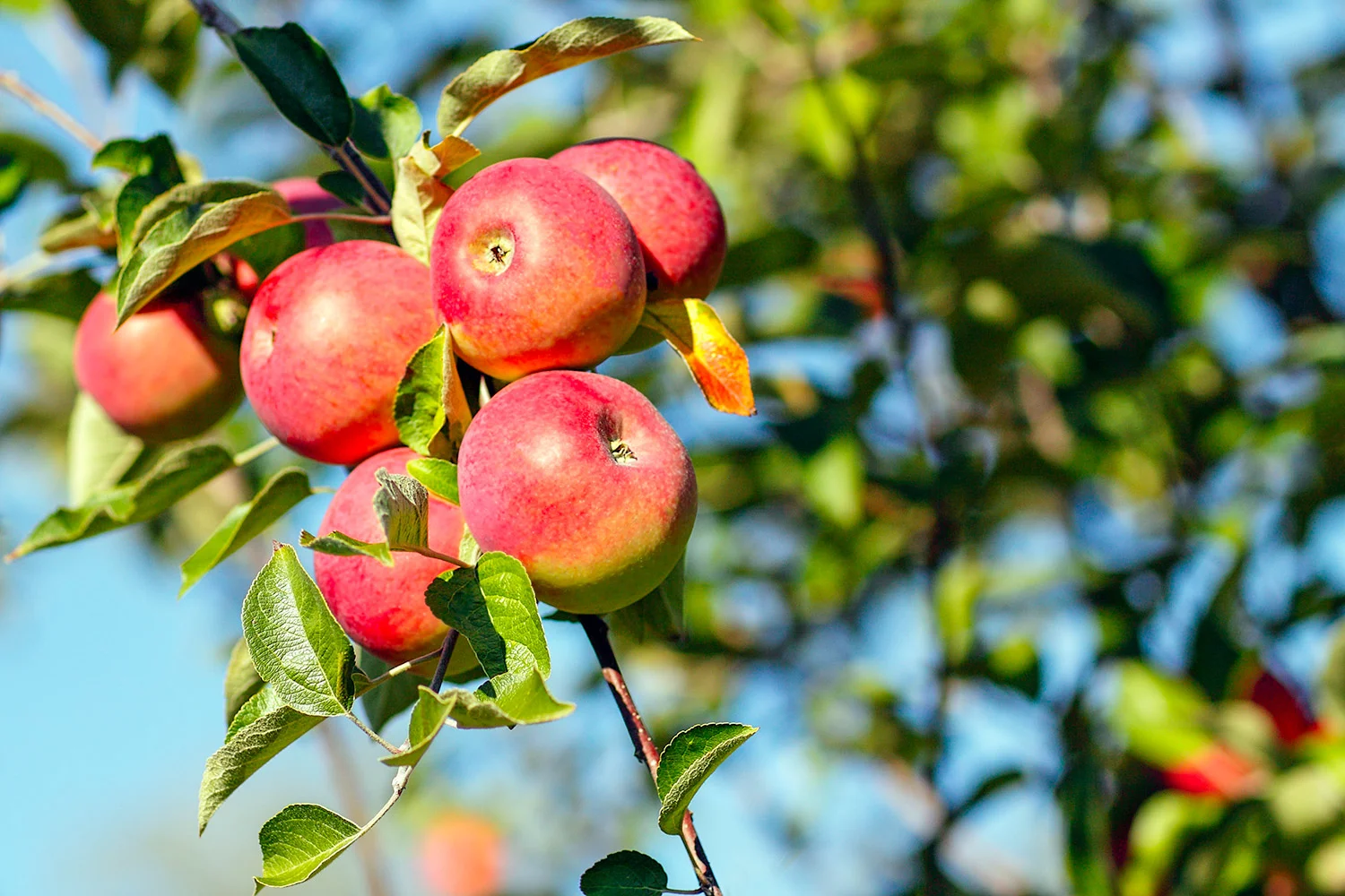 Ready to Pick