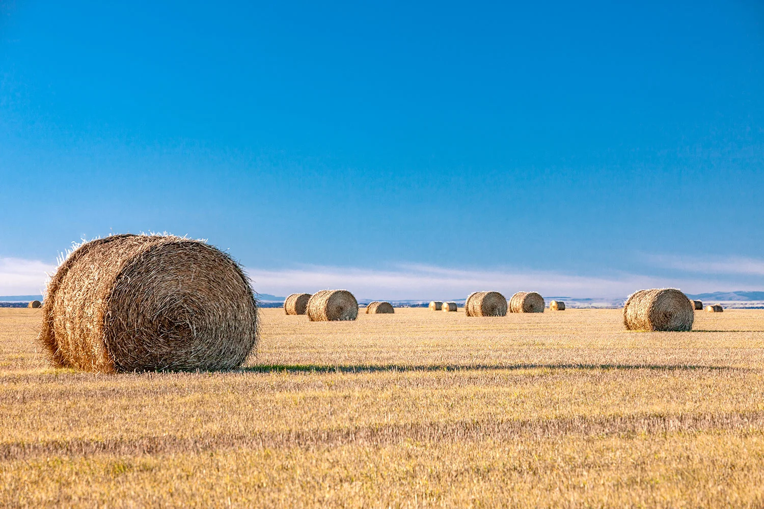 Flat Field of Bales