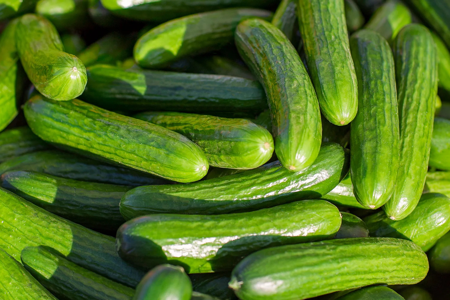 Zucchini Squash