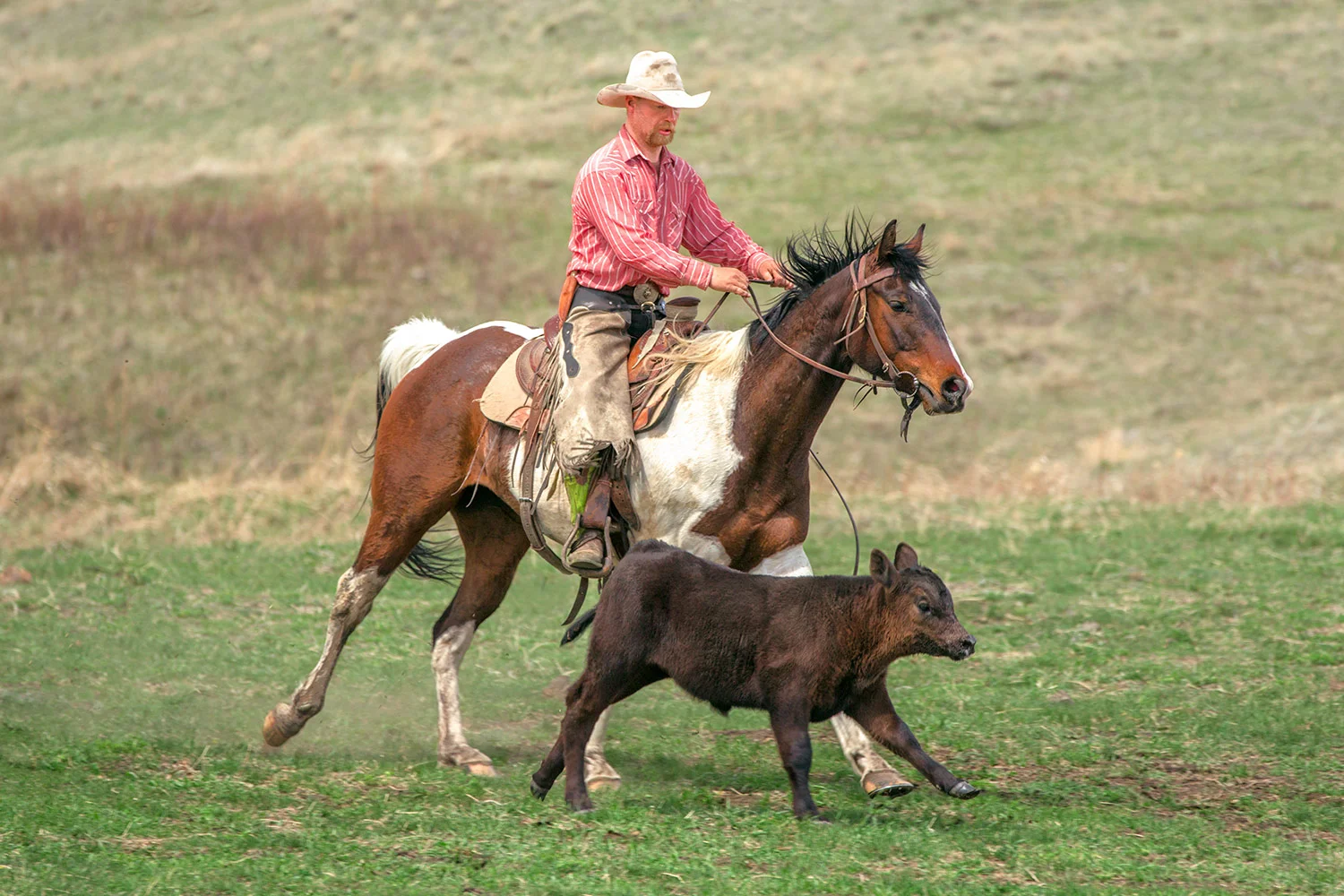 Guiding a Calf