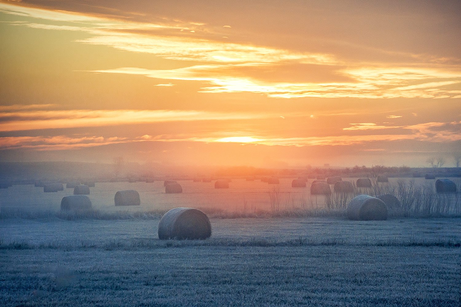 Bales in the Mist
