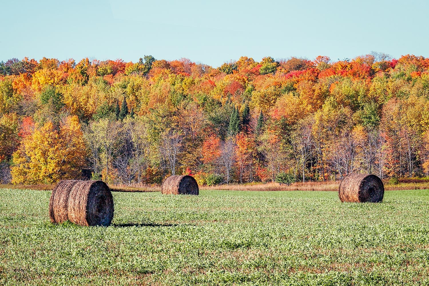 Autumn Bales