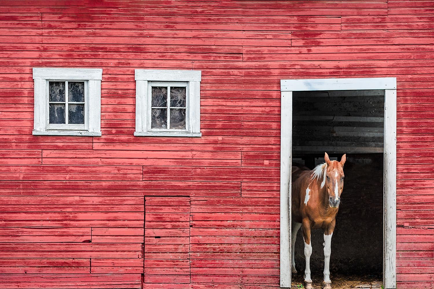 Barn Door Horse