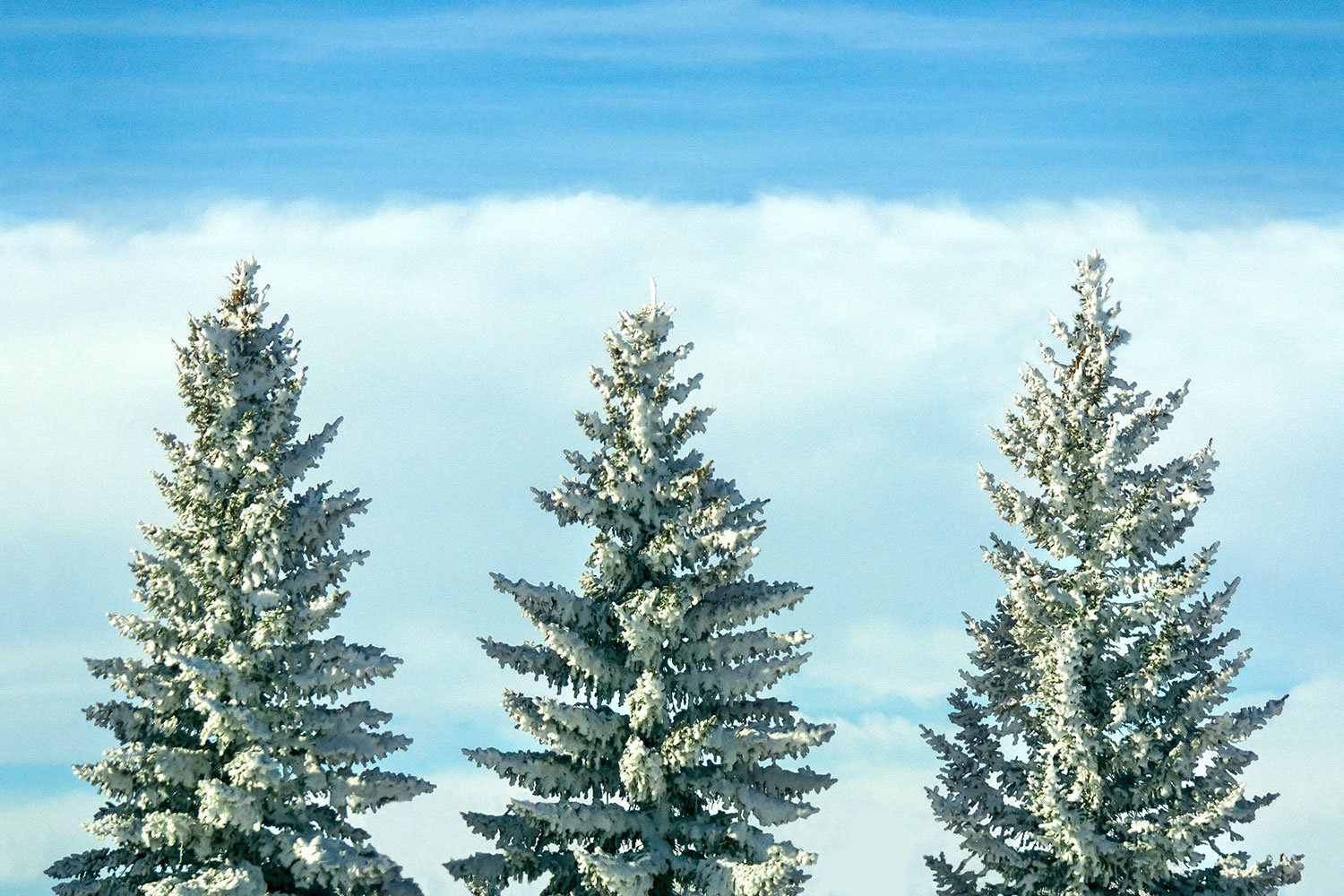 Winter Tree Tops