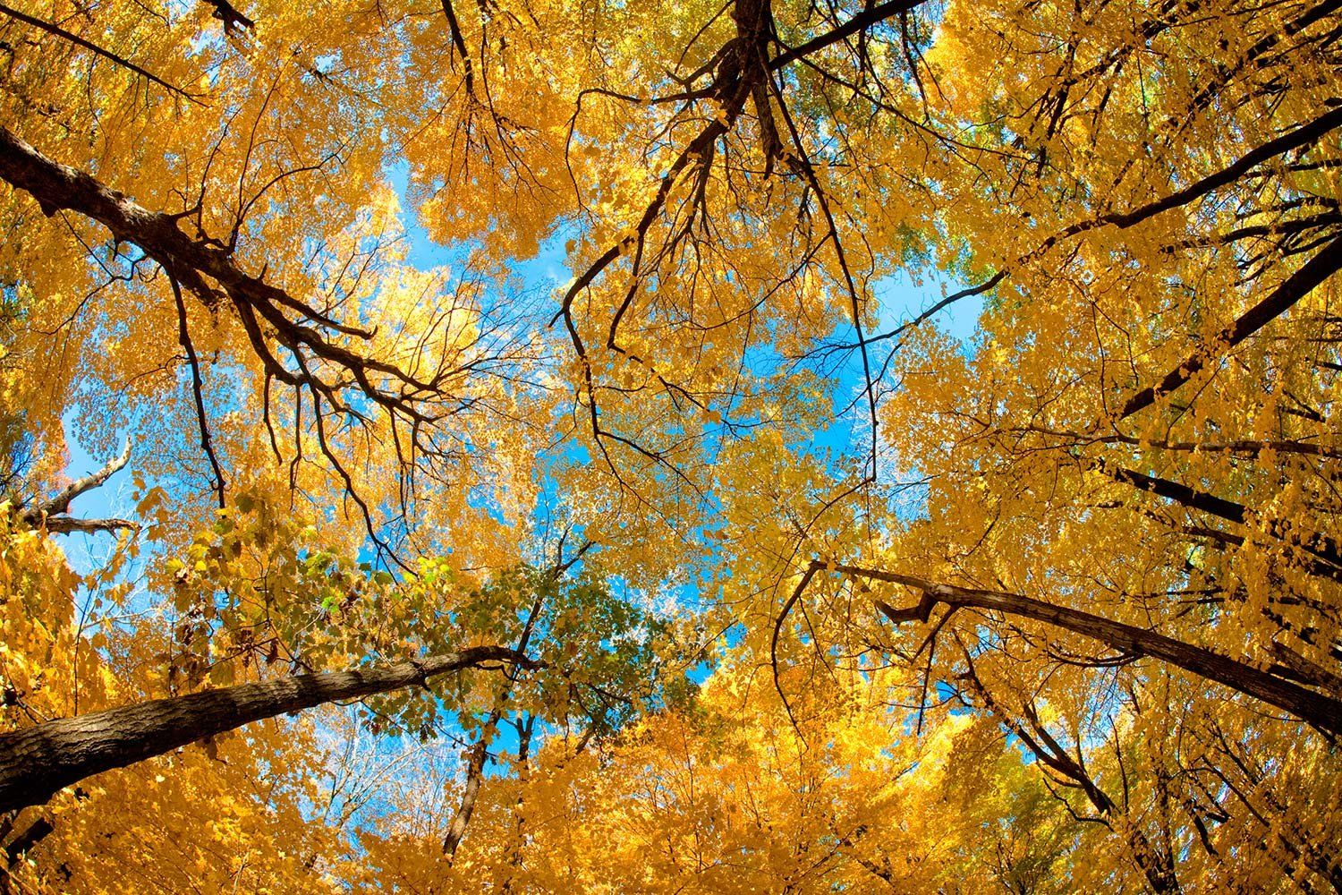 Yellow Autumn Canopy