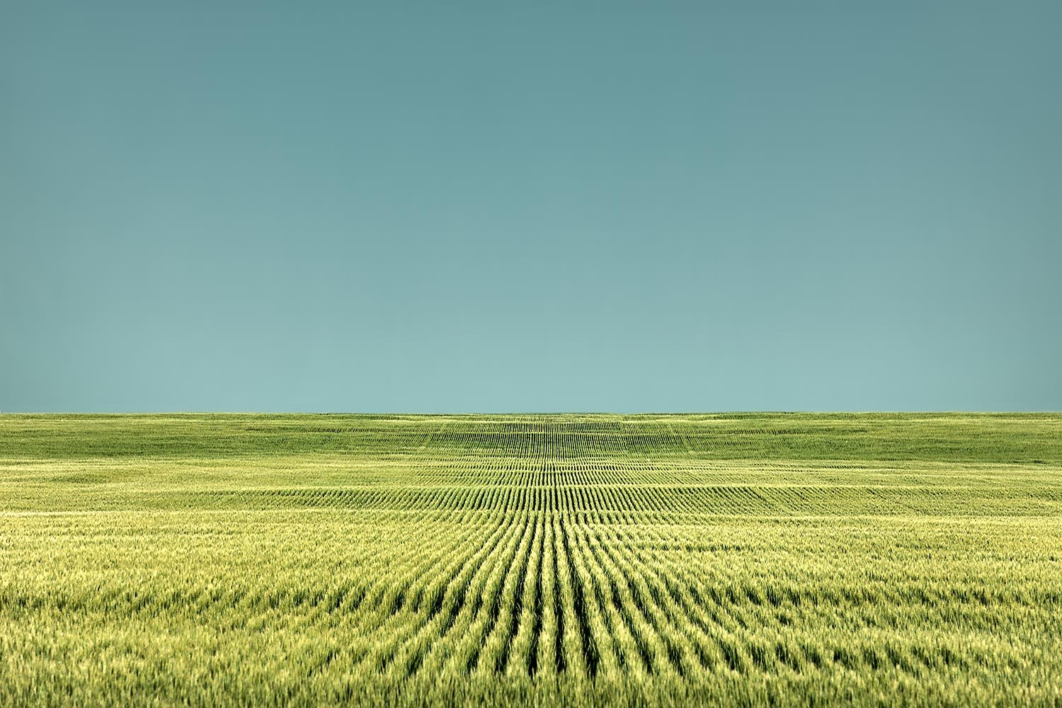 Endless Rows of Wheat