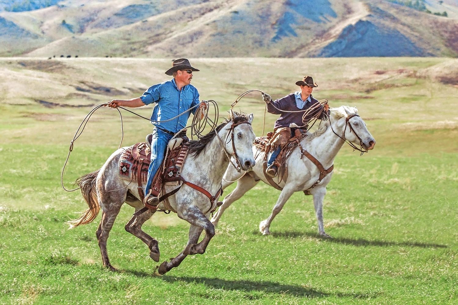 A pair of cowboys chase after a cow on a ranch near Lloyd, Montana. 
