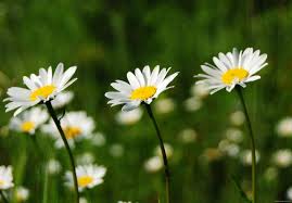 chamomile daisies.