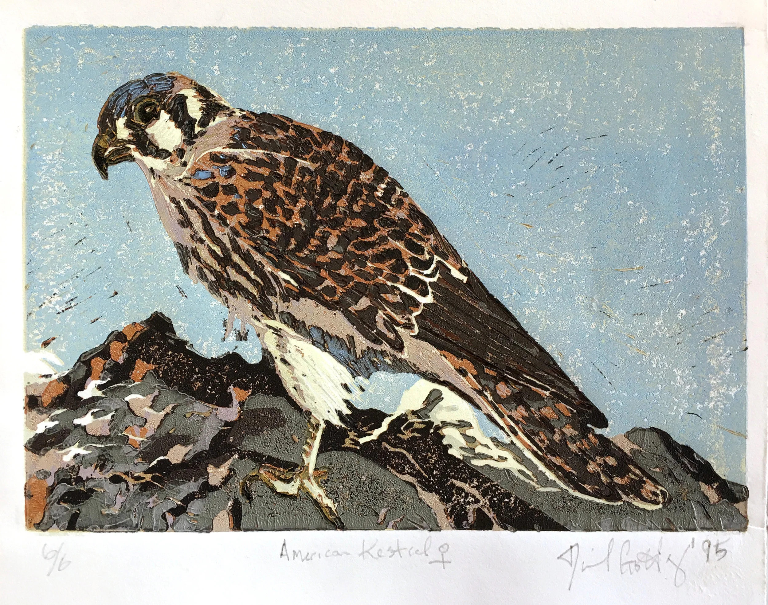 American Kestrel, Female
