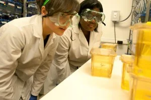 Rana Faraj and Jazmine C.D. Ellington study the transgenic fish.