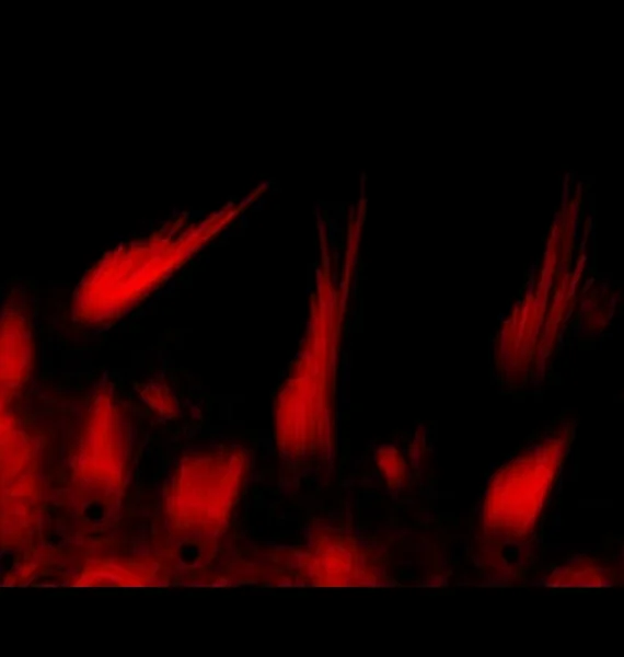 phalloiden+stained+mouse+hair+cells,+crop.jpg