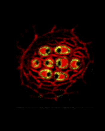 image.gif