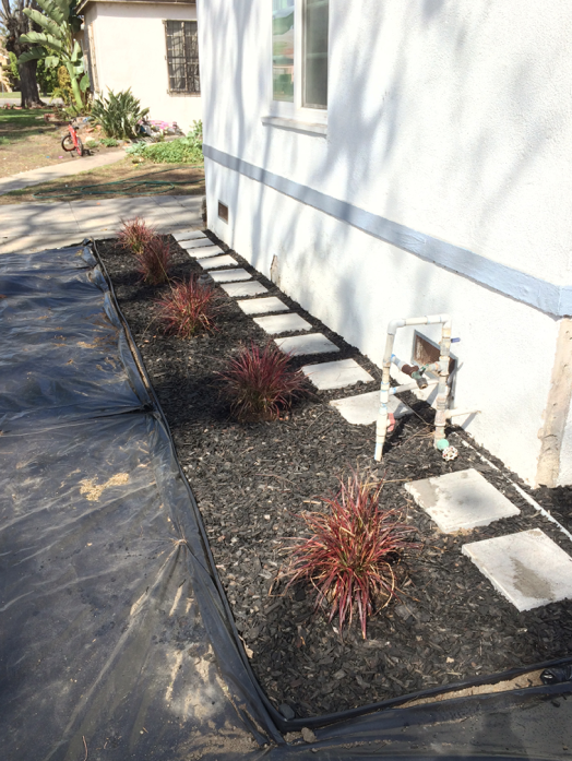We started planting near the house first. These are pennisetums with black mulch.