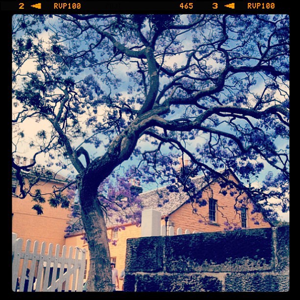 jacaranda vaucluse @aleciacw.jpg