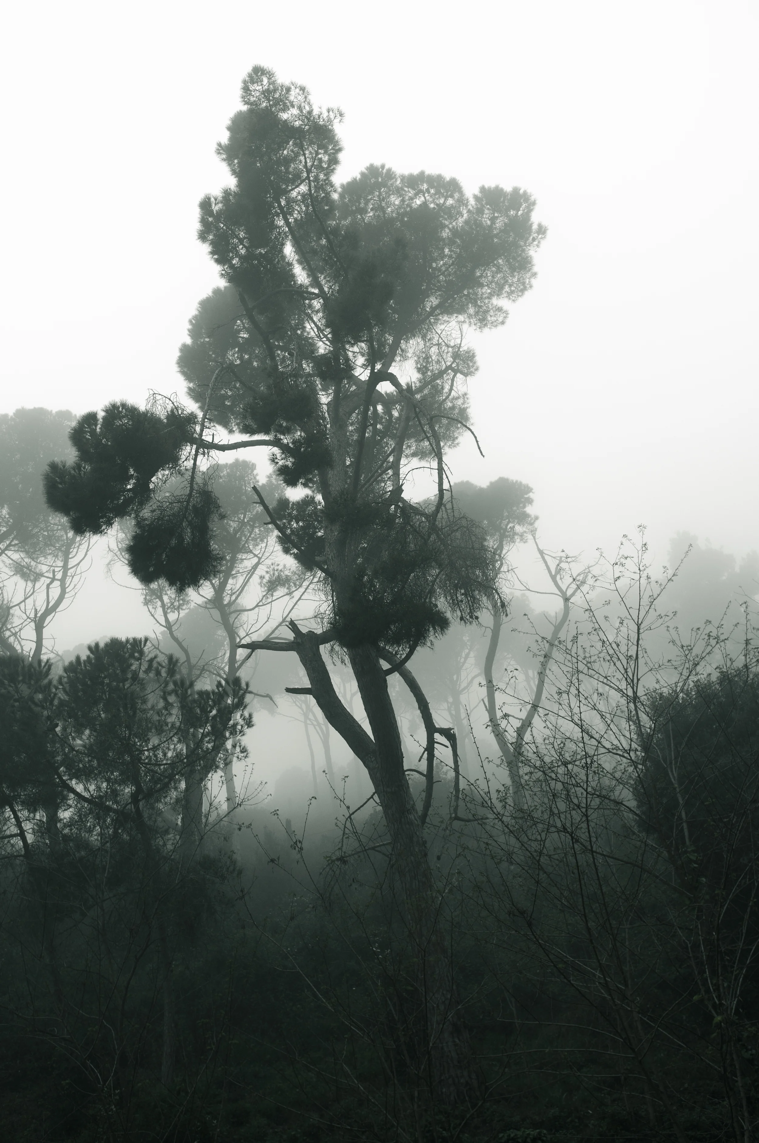 DSCF6812-Edit.jpg