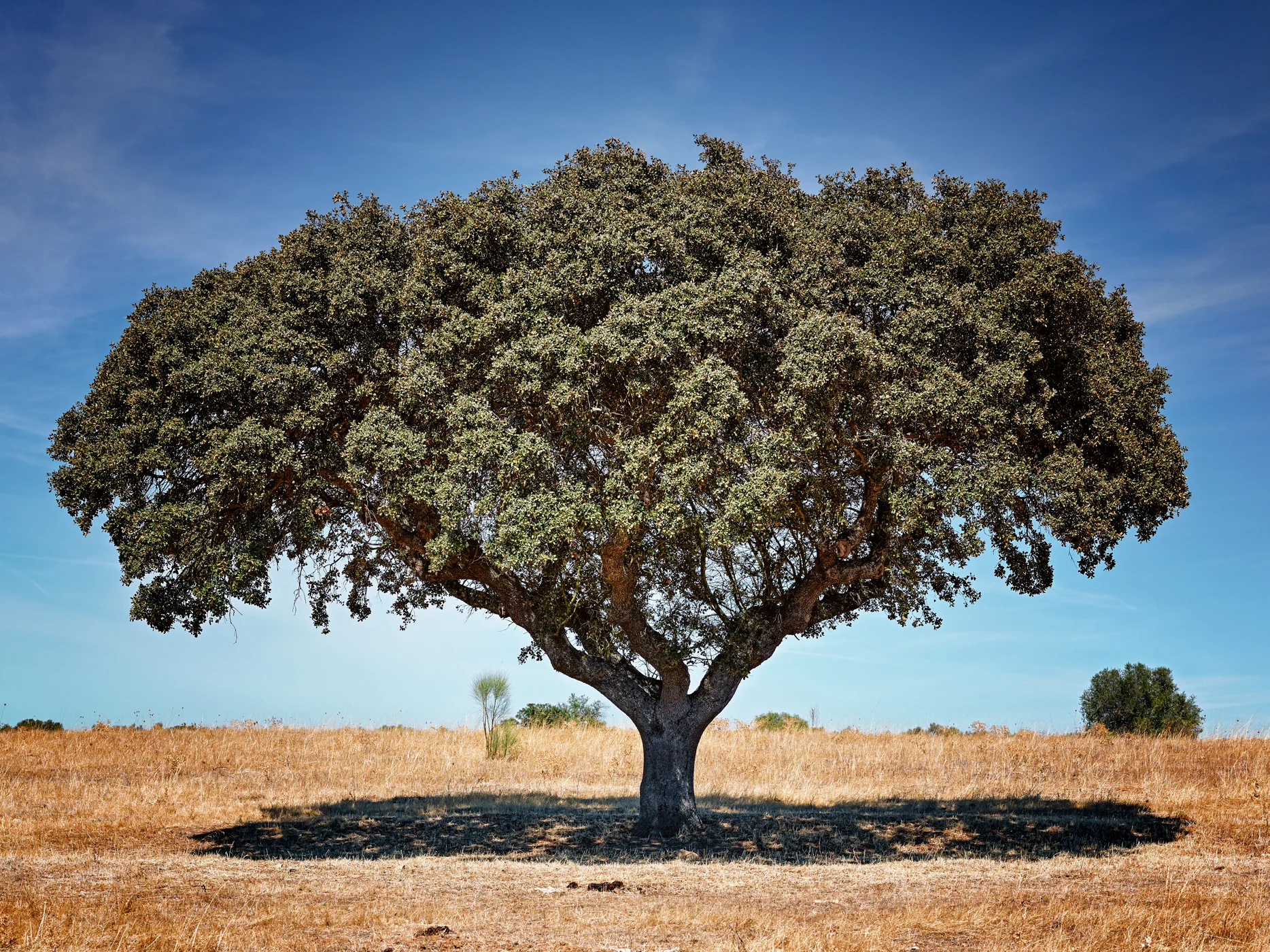1162-Alentejo-21092017-CF024171-1.jpg