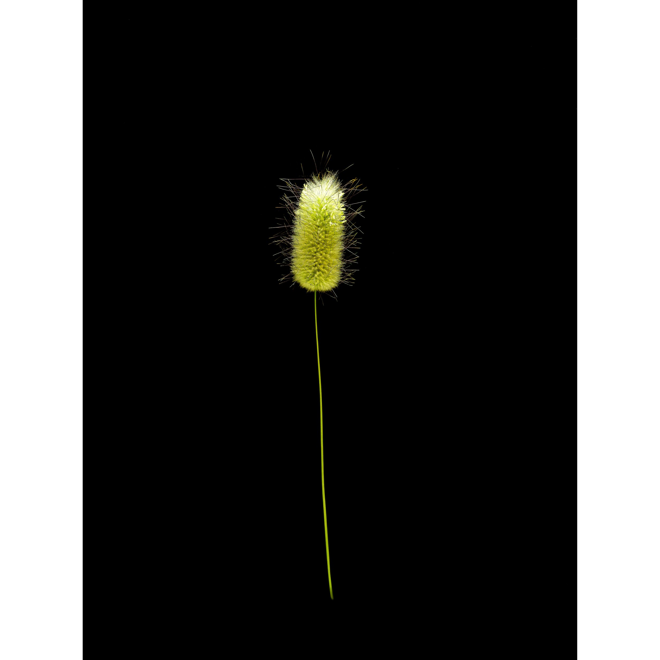 Setaria