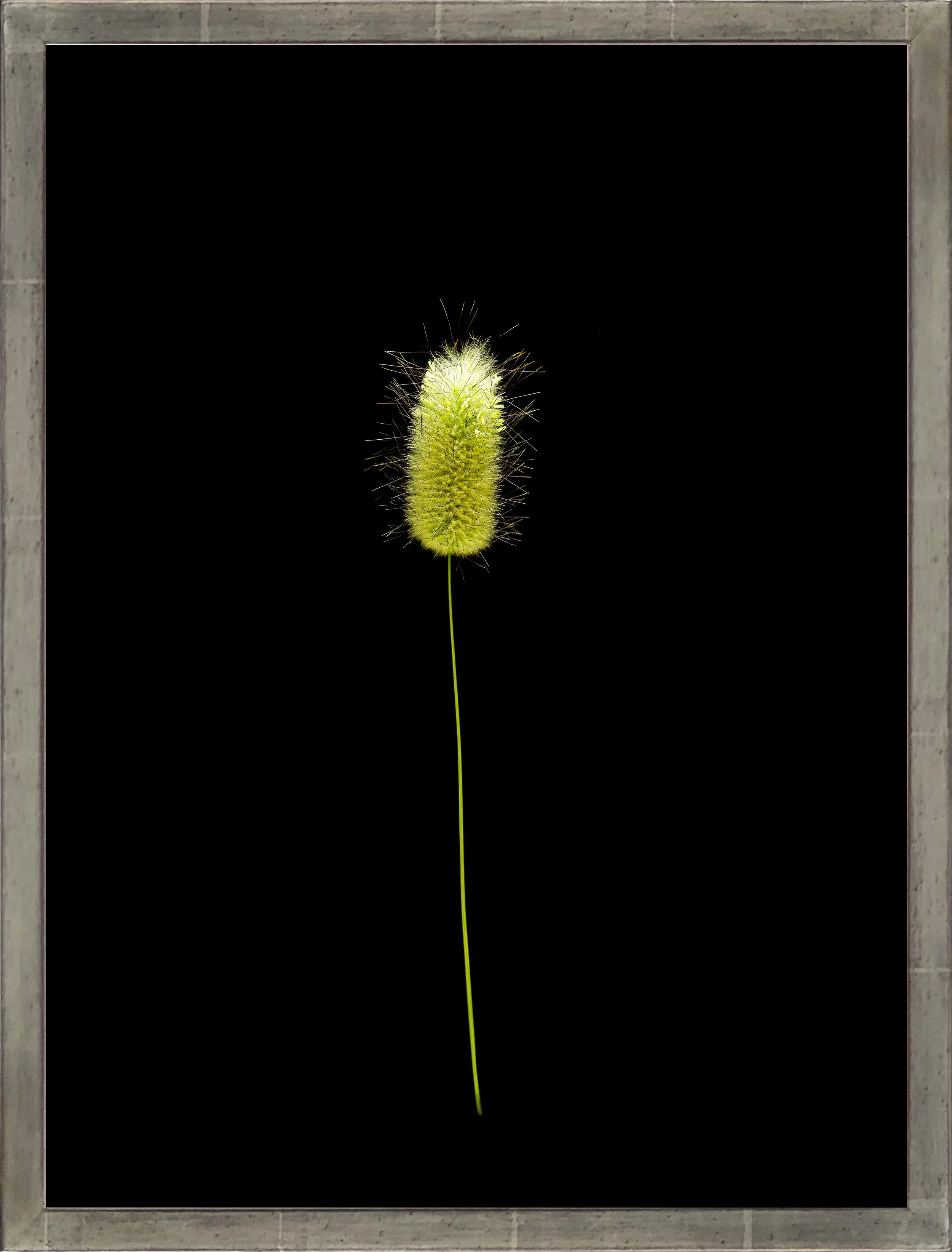  Setaria  Cascais, Lissabon, Portugal  2016  Fine Art Druck in Rahmen Nussbaum massiv, Front Weissgold  Rahmen Aussenmass 31.8 x 41.8 cm  Auflage 0/0 und 1 EA 