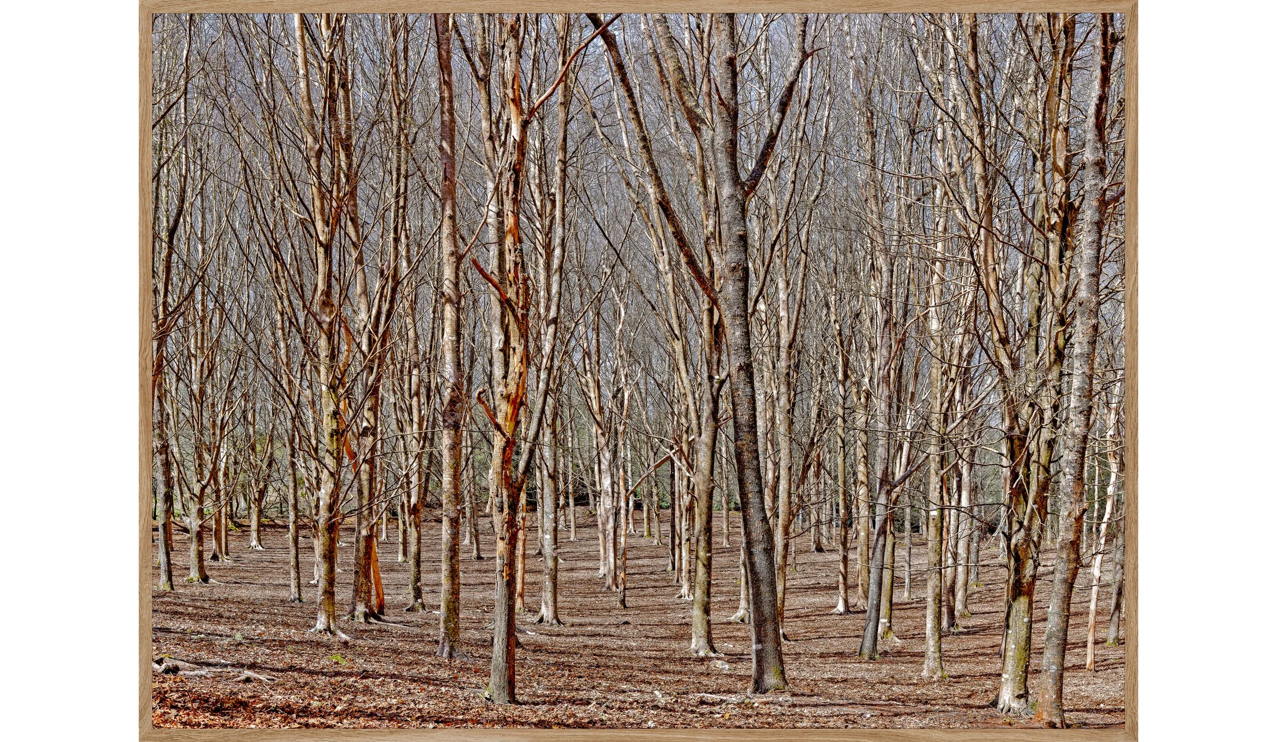 Die Inspiration - Der Buchenwald von Ferdinand Hodler 