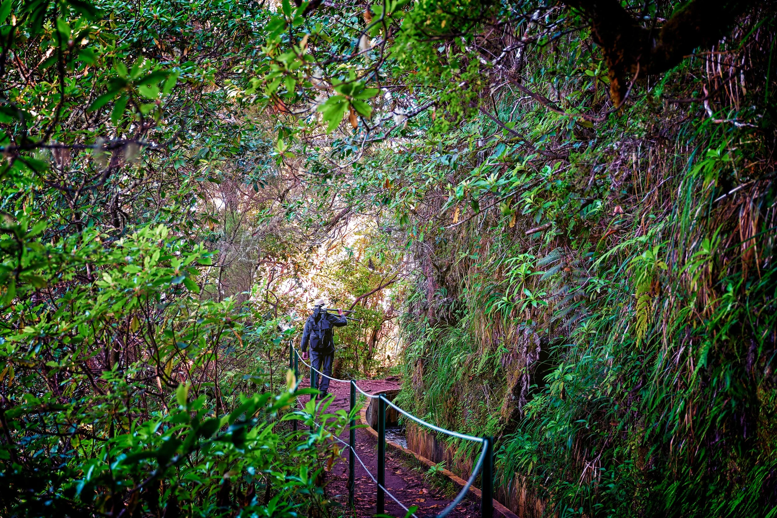 1186-Madeira-01102019-RAH-L1260348.jpg