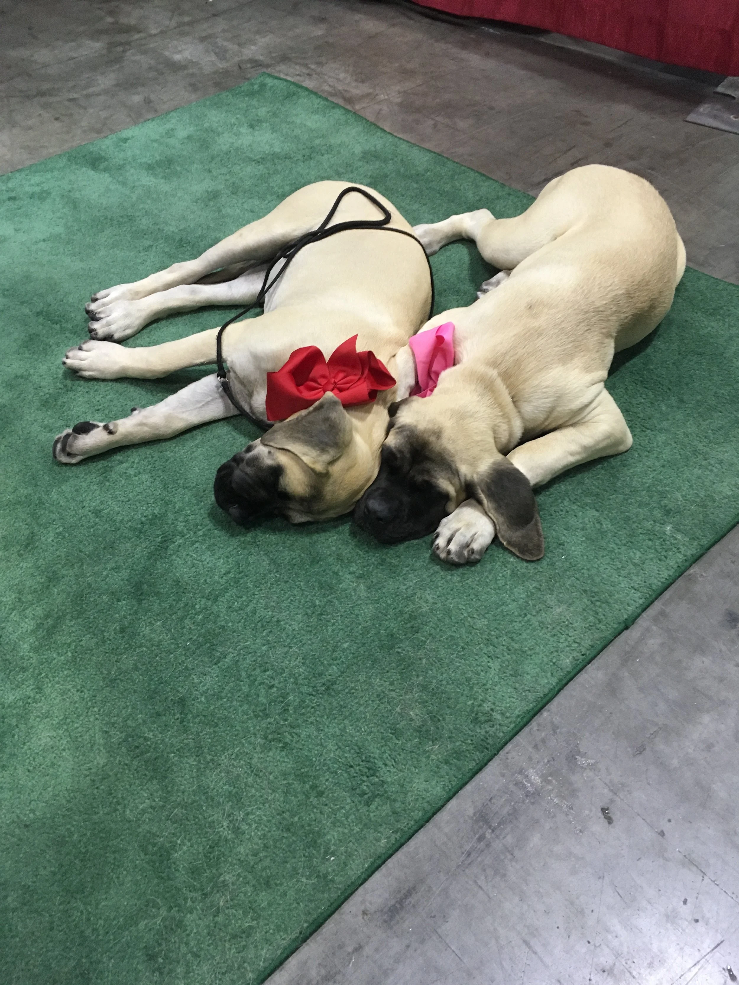 And puppies to cuddle, too!
