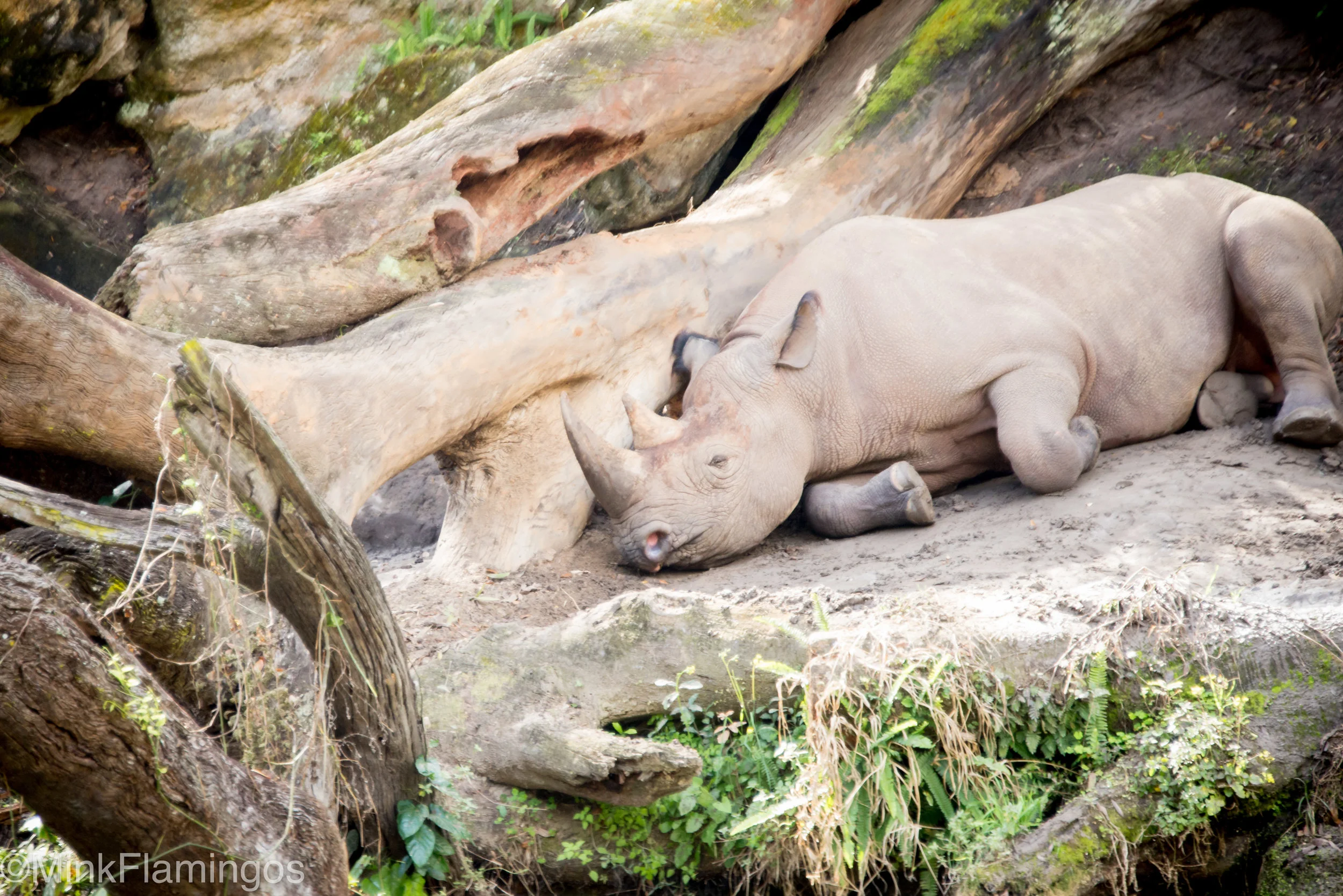 chillin' on safari