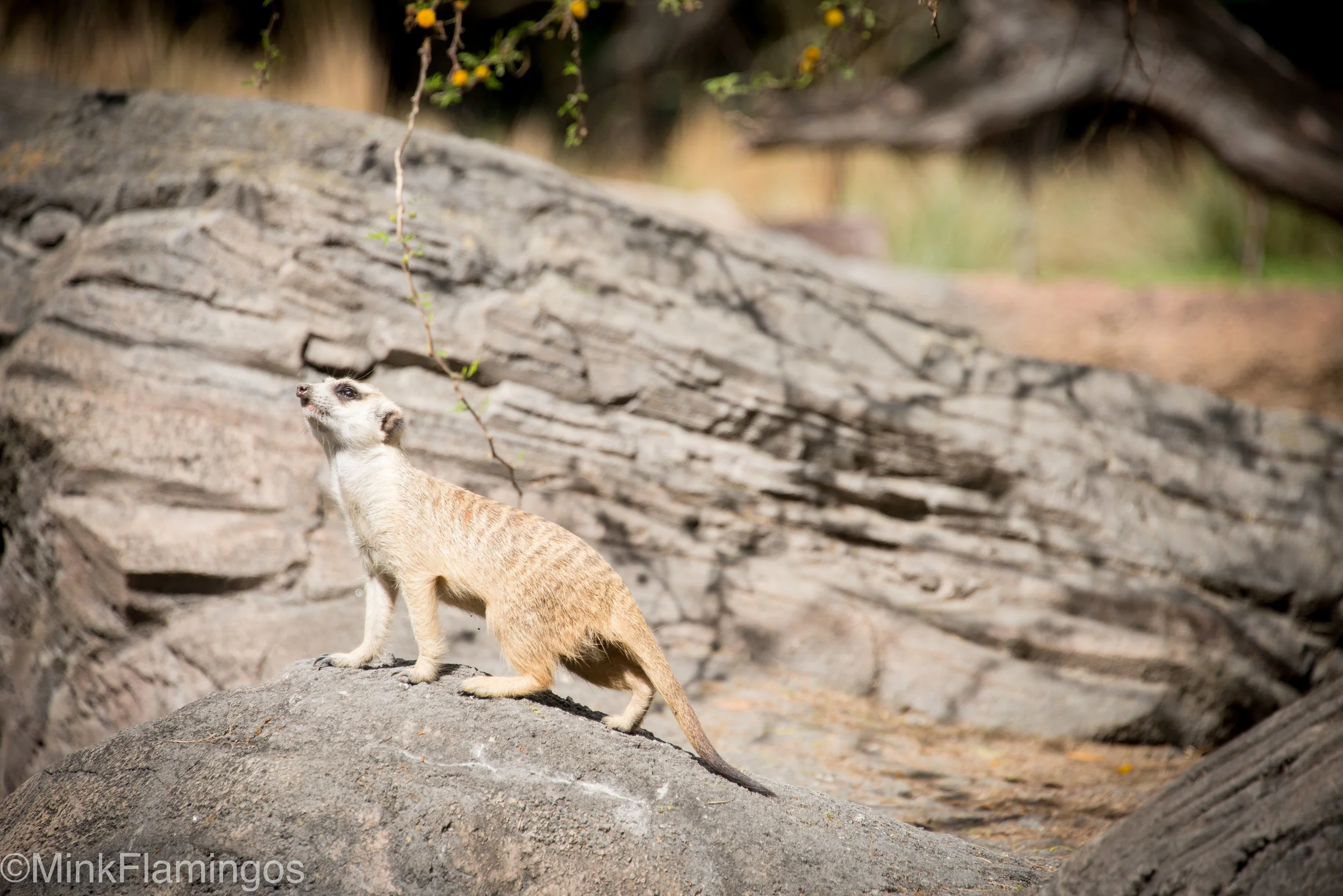 Meerkats on the Africa Trek