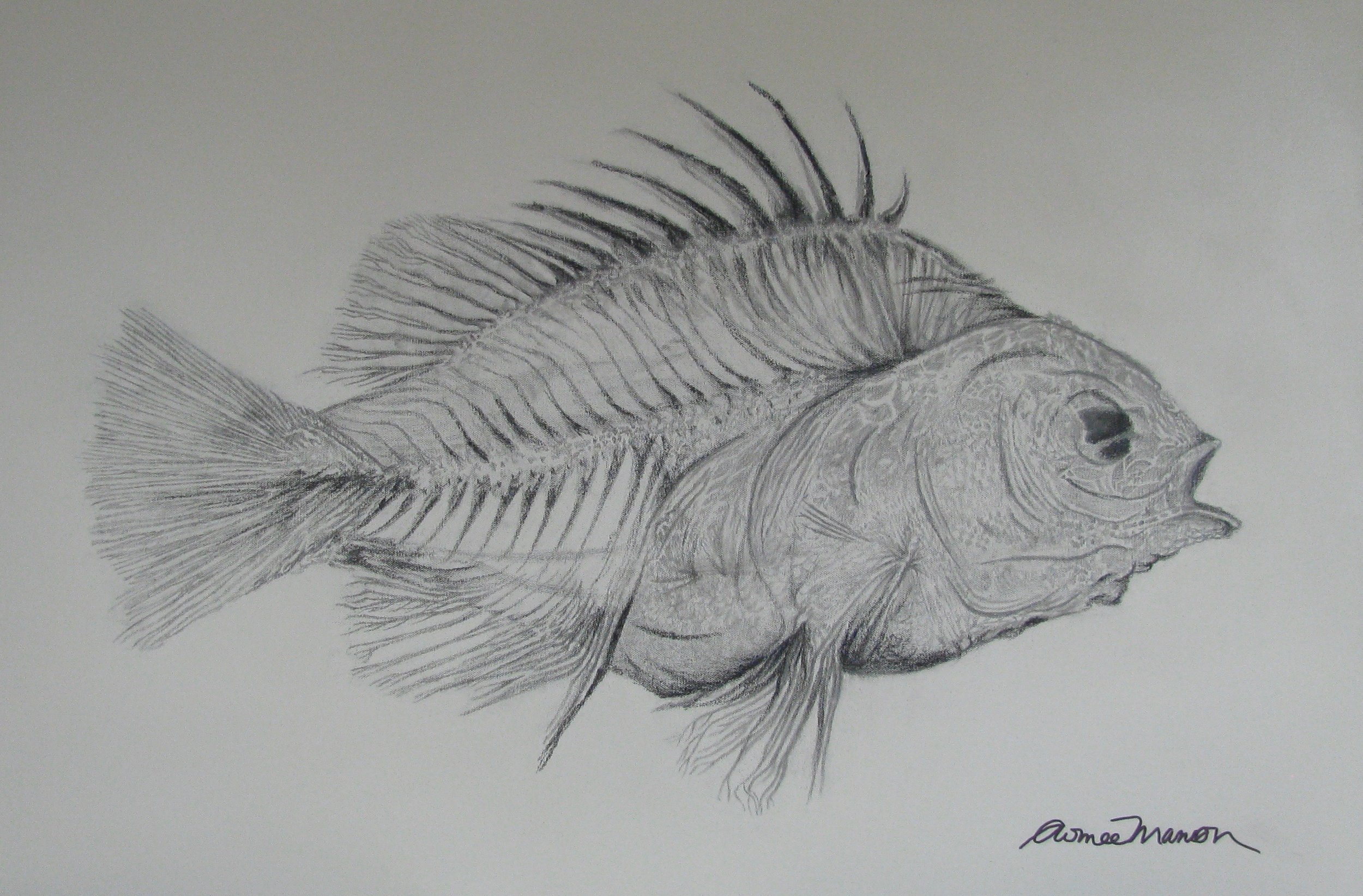 Fish Drawing