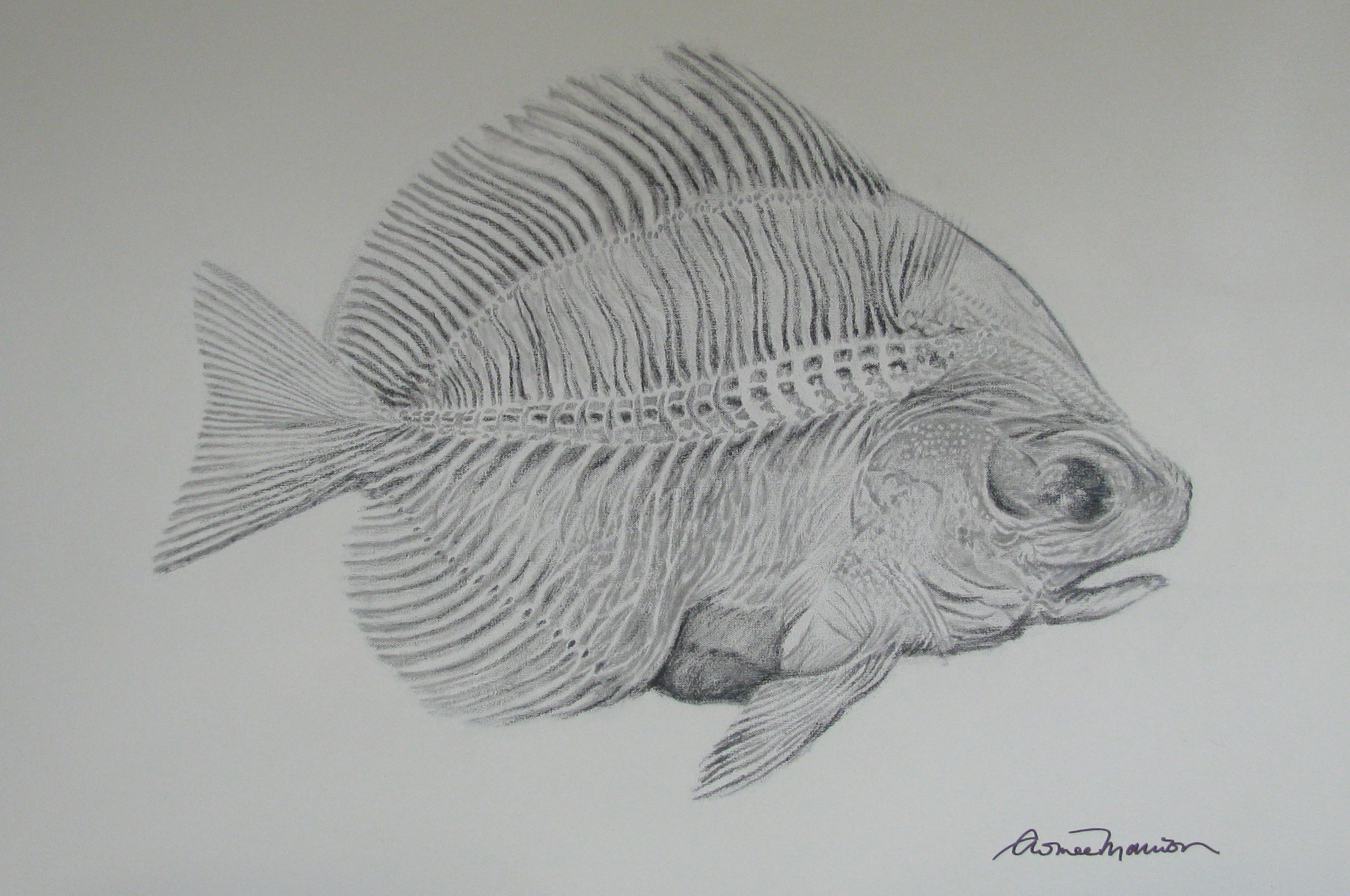 Fish Drawing