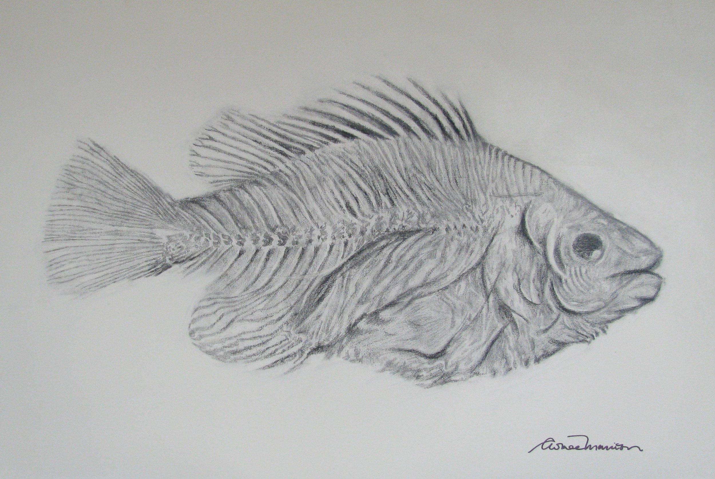 Fish Drawing