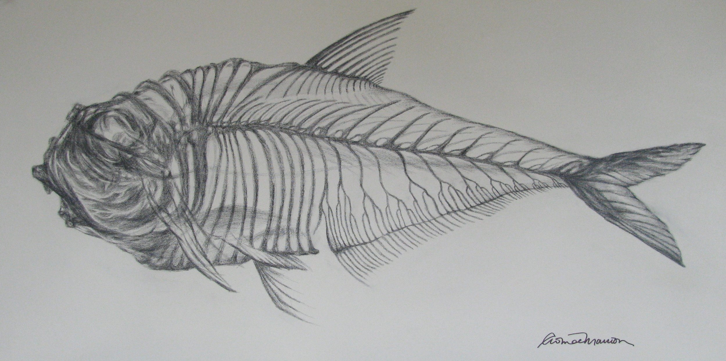 Fish Drawing