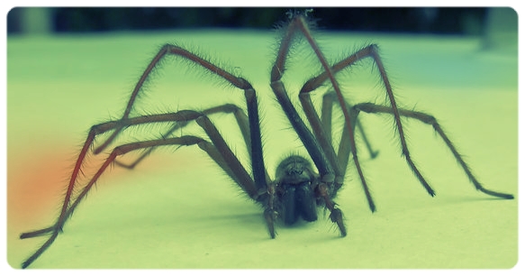Irgendeine Winkelspinne (höchstwahrscheinlich nicht Blacky!)