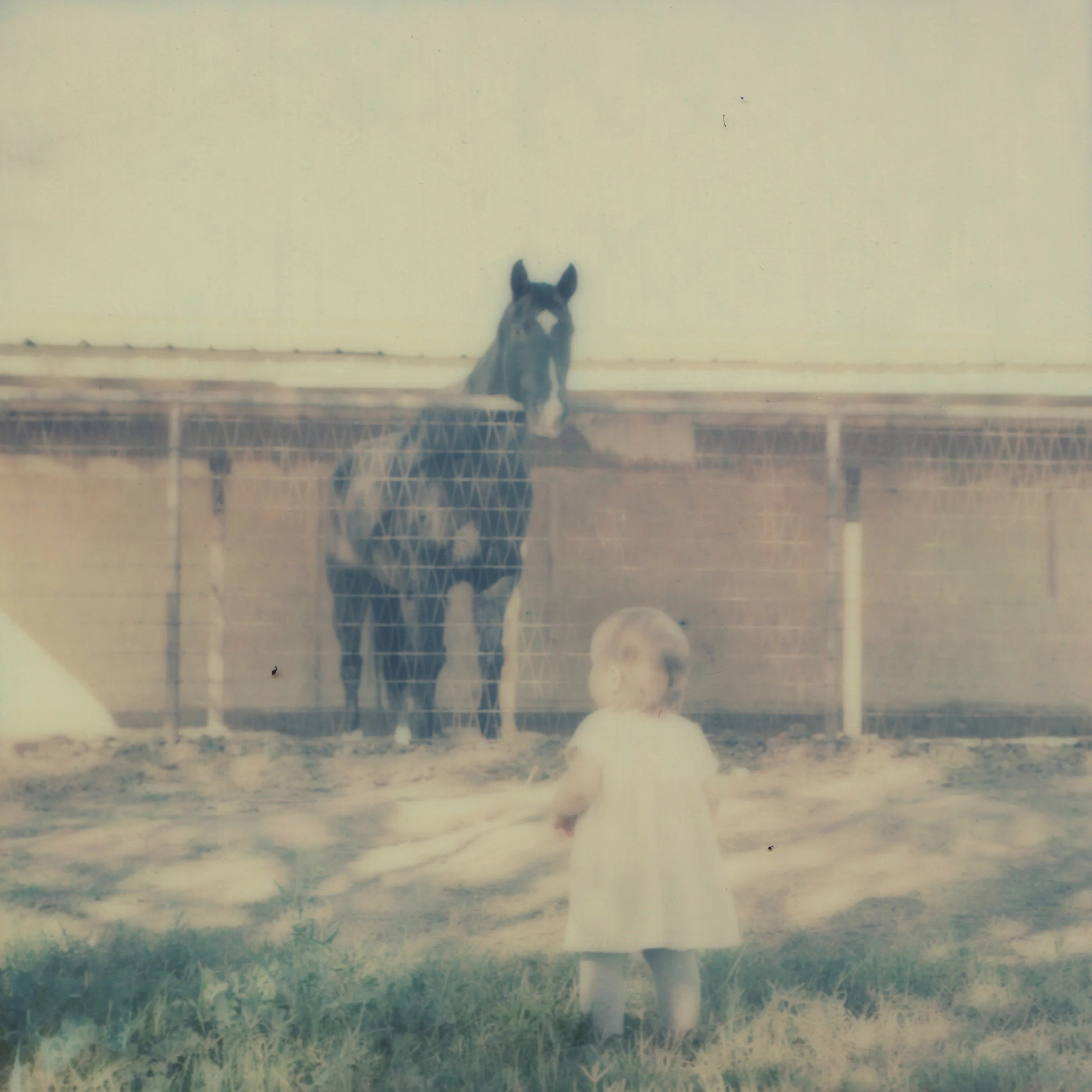 Polaroid SX-70 & SX-70 Color