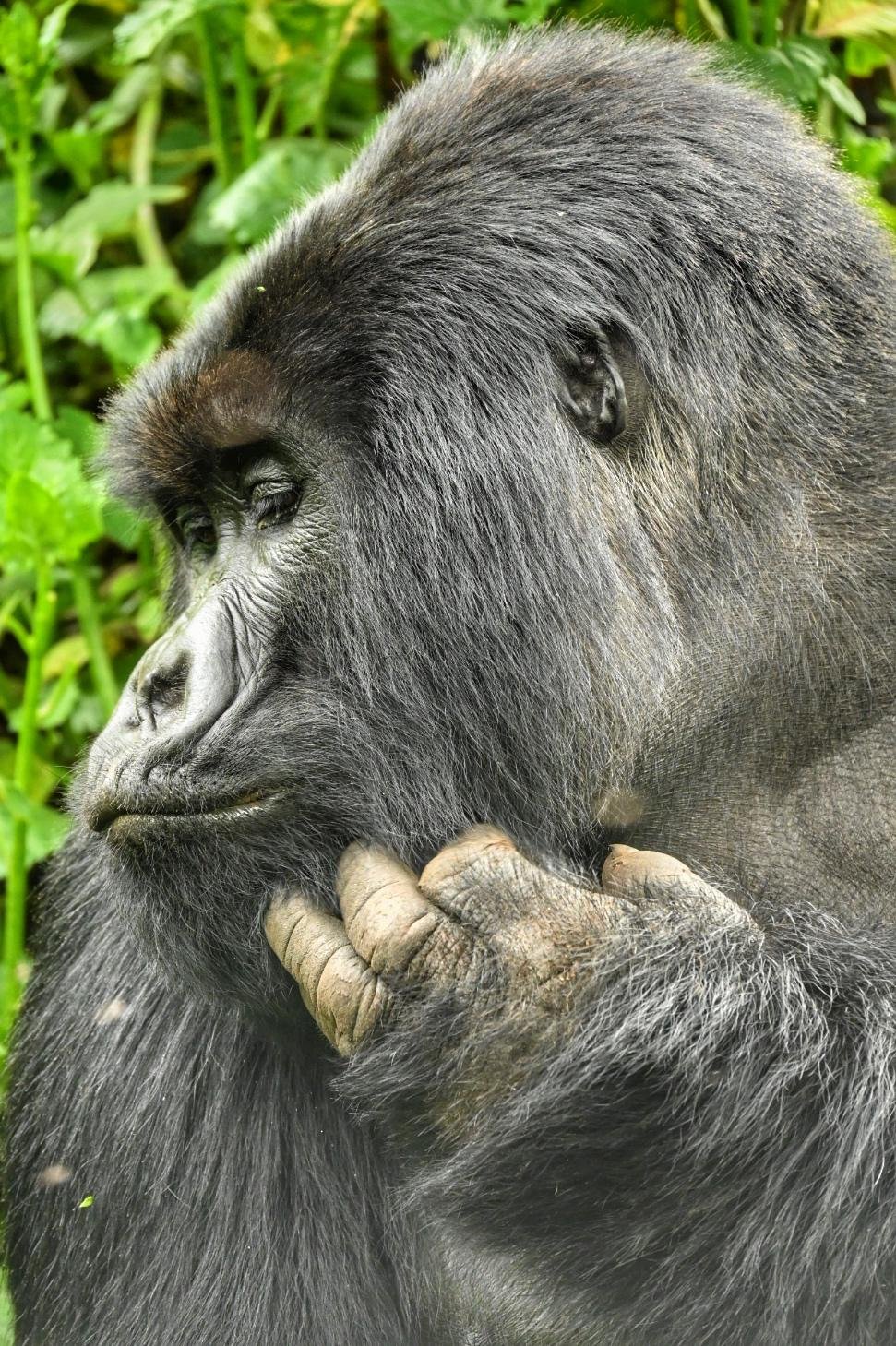 2026 Rwanda - Gorillas @ Volcanoes National Park