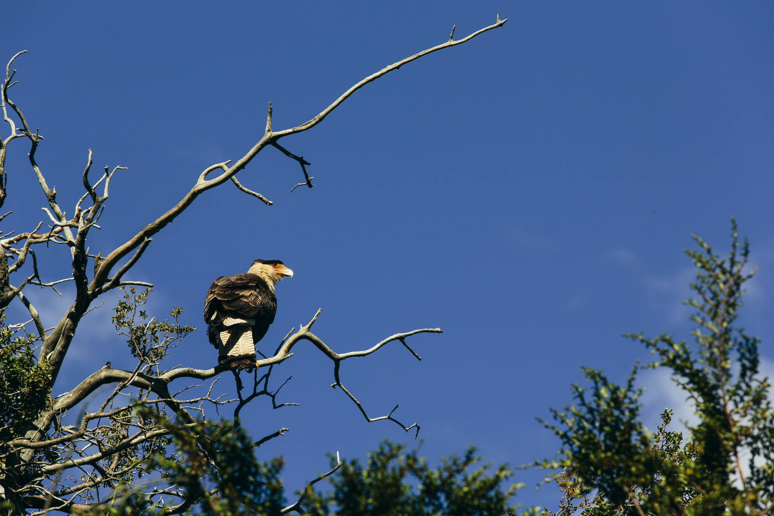 chile-20141A9C8105.jpg