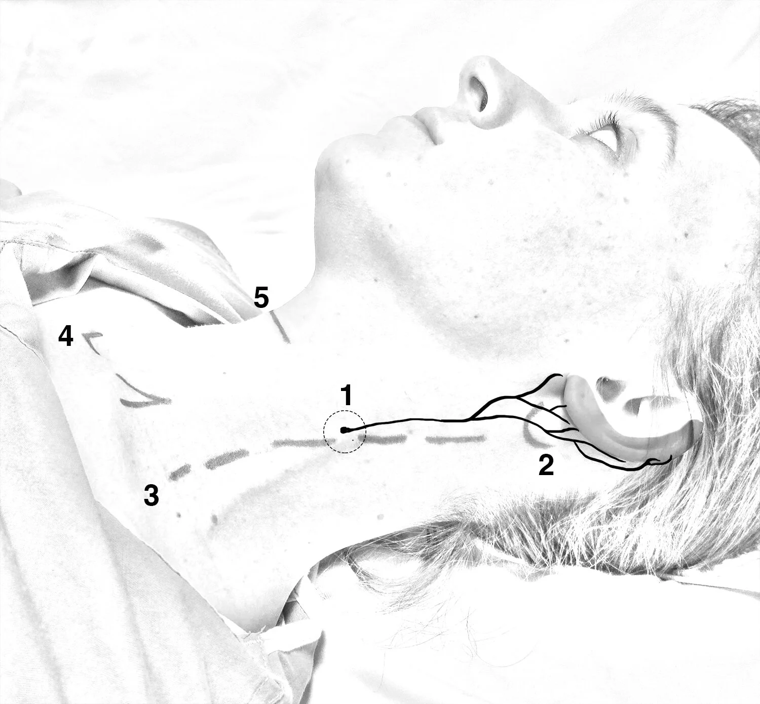 Anatomy+gtr+auricular.jpg