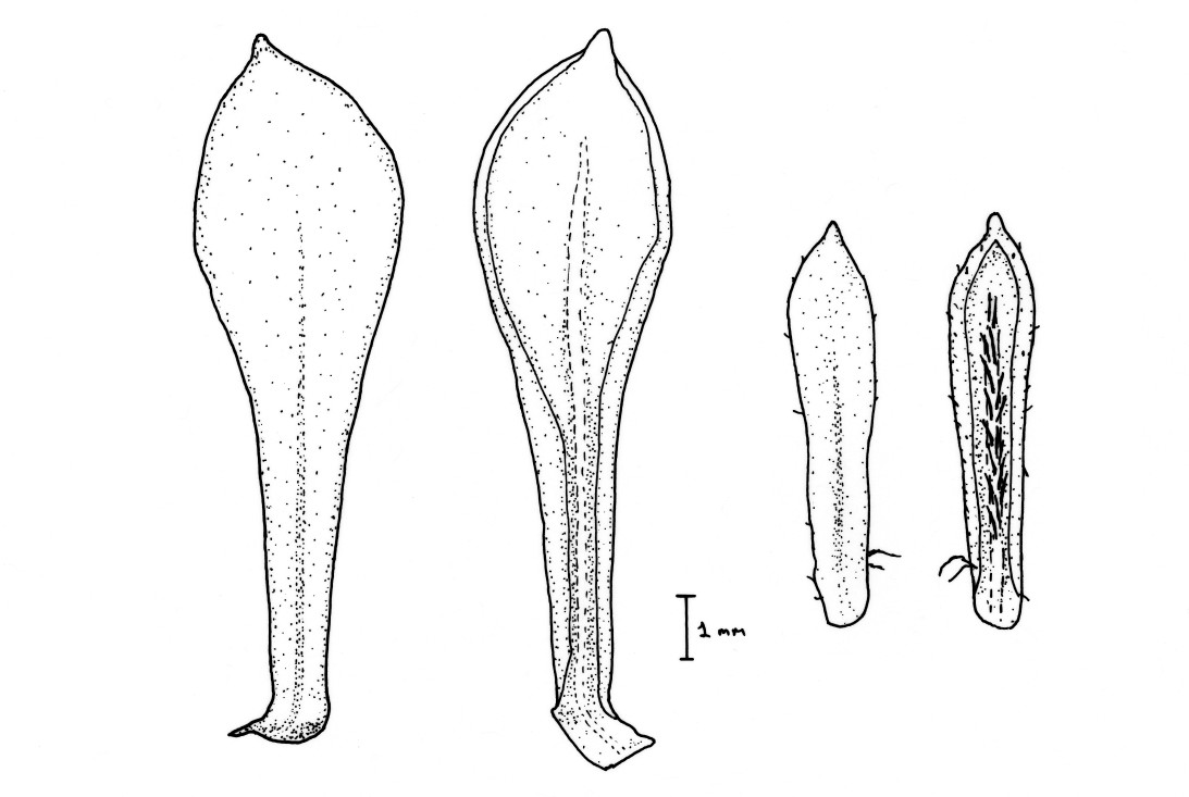 New species of Diplostephium in the process of being described