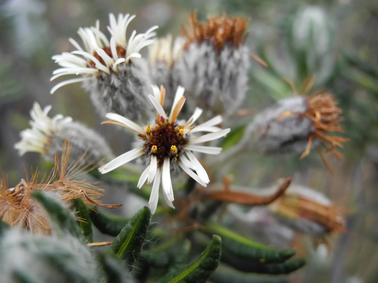 Diplostephium eriophorum