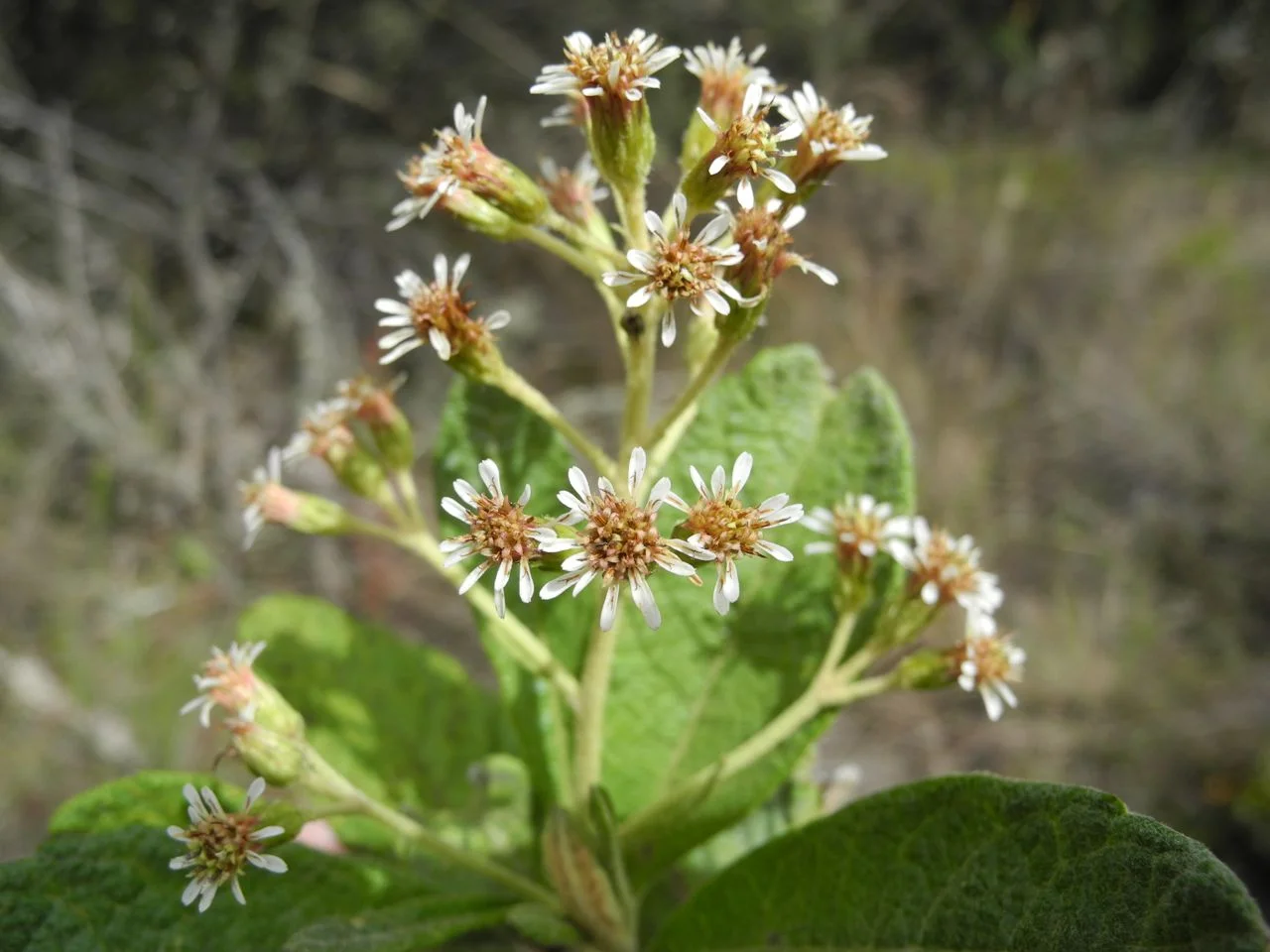 Diplostephium jenesanum