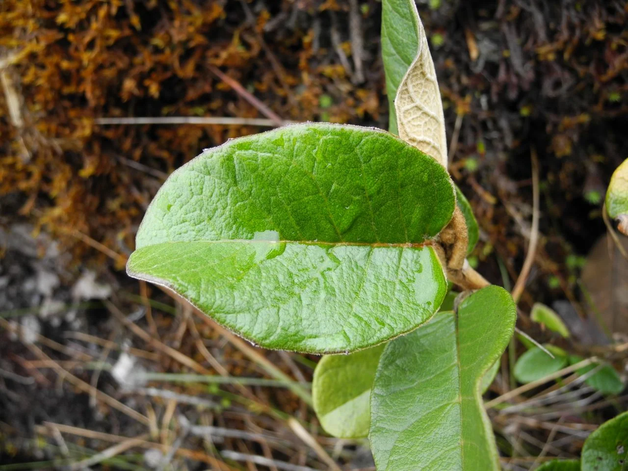Diplostephium huertasii